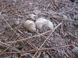 Rhizopogon roseolus image