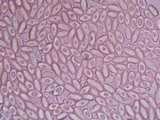 Rhizopogon roseolus image