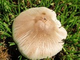 Agaricus californicus image