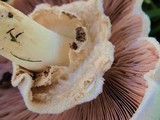 Agaricus californicus image