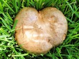 Paxillus involutus image