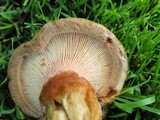 Paxillus involutus image