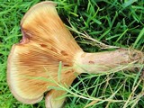 Paxillus involutus image