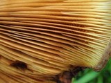 Paxillus involutus image