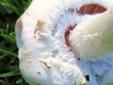 Agaricus californicus image