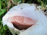 Agaricus californicus image