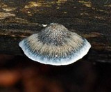 Postia caesia image