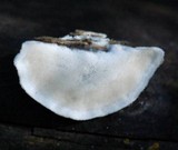 Postia caesia image