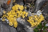 Vulpicida tilesii image