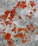 Xanthoria elegans image