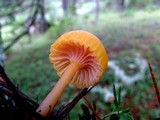 Chromosera cyanophylla image