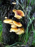 Flammulina mexicana image