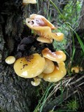 Flammulina mexicana image