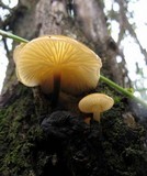 Flammulina mexicana image