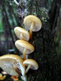 Flammulina mexicana image