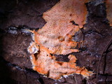Phanerochaete chrysorhizon image