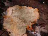 Phanerochaete chrysorhizon image