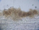 Pluteus romellii image