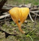 Lichenomphalia chromacea image