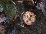 Russula veternosa image