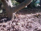 Battarrea phalloides image