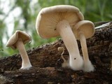 Hypsizygus ulmarius image