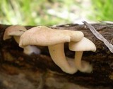 Hypsizygus ulmarius image