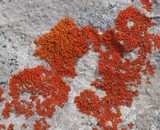 Xanthoria elegans image