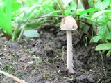 Panaeolus antillarum image