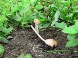 Panaeolus antillarum image
