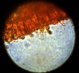 Chromosera cyanophylla image