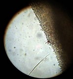 Chromosera cyanophylla image