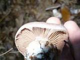 Cortinarius alboviolaceus image