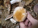 Cortinarius alboviolaceus image