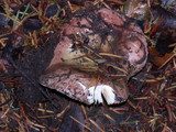 Russula veternosa image