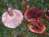 Tricholoma muricatum image