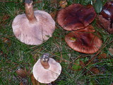 Tricholoma muricatum image