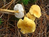 Cystoderma amianthinum image