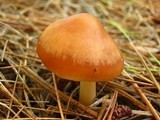 Rhodocollybia butyracea image