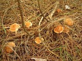 Rhodocollybia butyracea image
