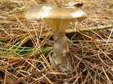 Ampulloclitocybe clavipes image