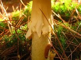 Amanita amerimuscaria image