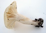 Hygrophorus borealis image