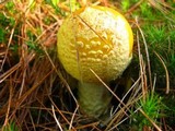 Amanita amerimuscaria image