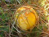 Amanita amerimuscaria image