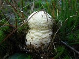 Amanita amerimuscaria image