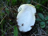 Amanita amerimuscaria image