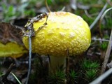Amanita amerimuscaria image