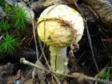 Amanita amerimuscaria image