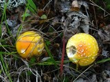 Amanita amerimuscaria image